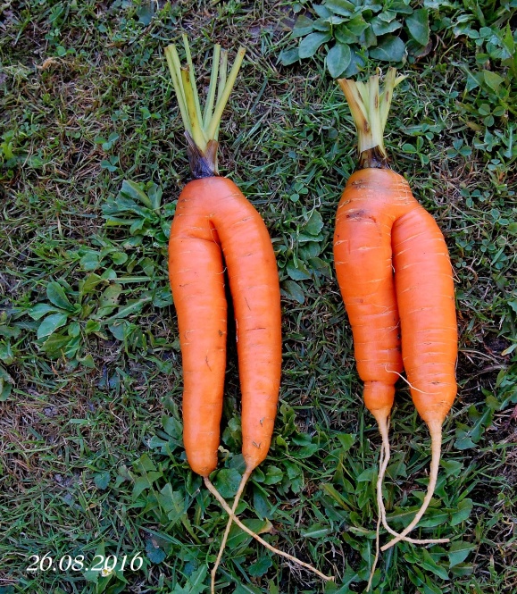 SEXIMRKVY