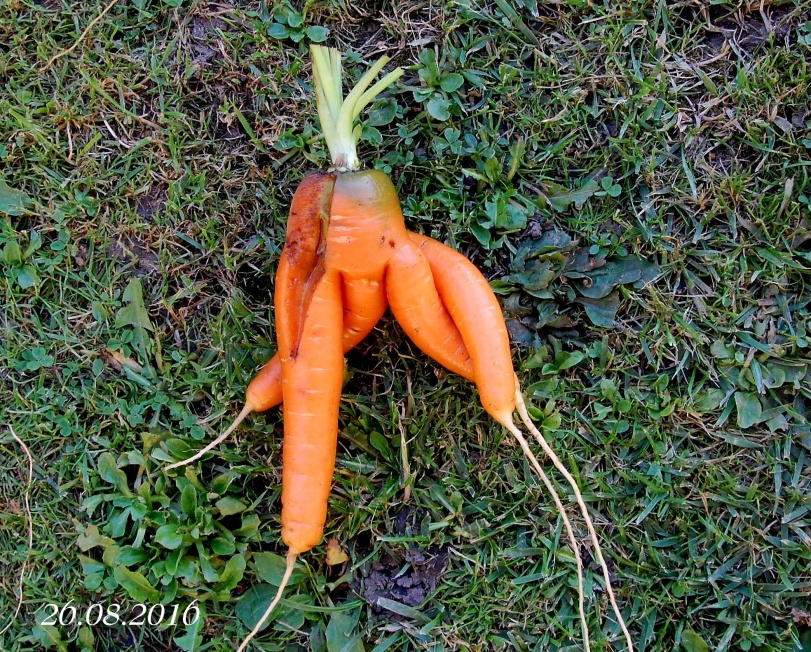 DSC_4727
