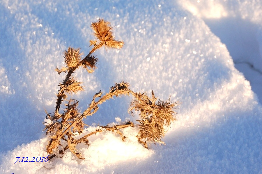 DSC_6096