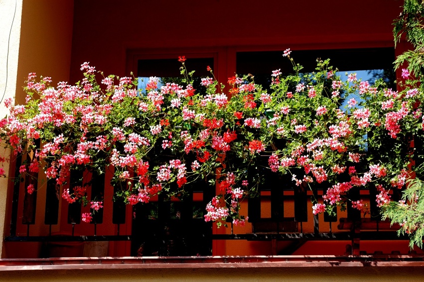 DSC_9548_01